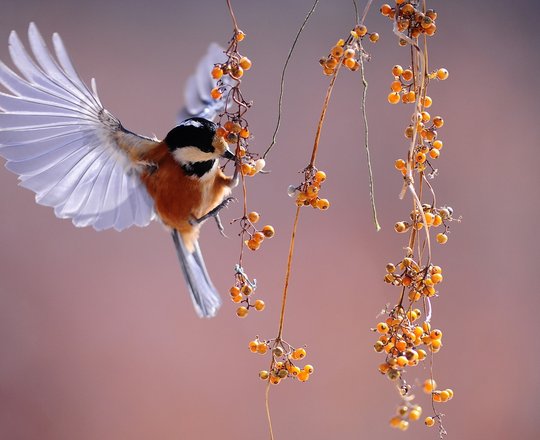 Spectacle : Le jardin aux oiseaux - BAIGTS-DE-BEARN