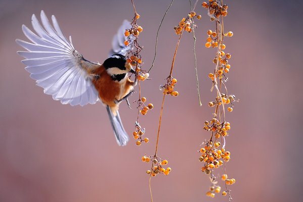 Spectacle : Le jardin aux oiseaux - BAIGTS-DE-BEARN